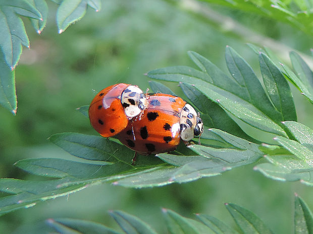 lienka / slunéčko východní  Harmonia axyridis Pallas, 1773