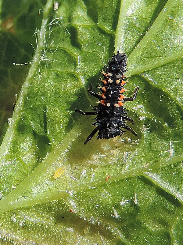 lienka / slunéčko východní  Harmonia axyridis Pallas, 1773