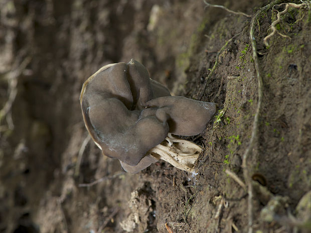 chriapač jamkatý Helvella lacunosa Afzel.