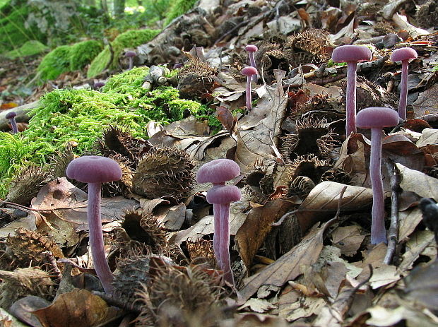 lakovka ametystová Laccaria amethystina (Huds.) Cooke