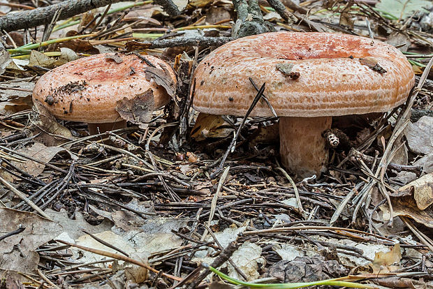 rýdzik pravý Lactarius deliciosus (L.) Gray