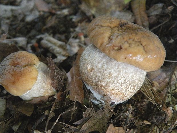 kozák hrabový Leccinum pseudoscabrum (Kallenb.) Šutara