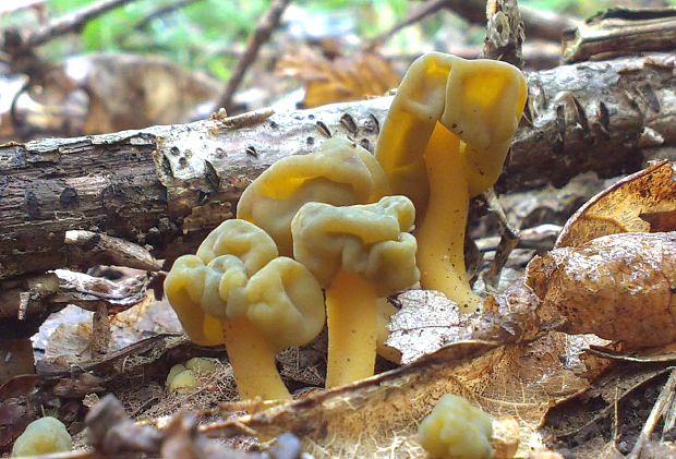 klincovka slizká Leotia lubrica (Scop.) Pers.