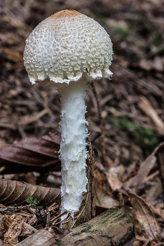 bedlička Lepiota sp.