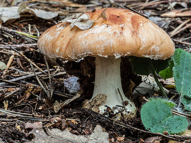 bielopavučinovec hľuznatý Leucocortinarius bulbiger (Alb. & Schwein.) Singer