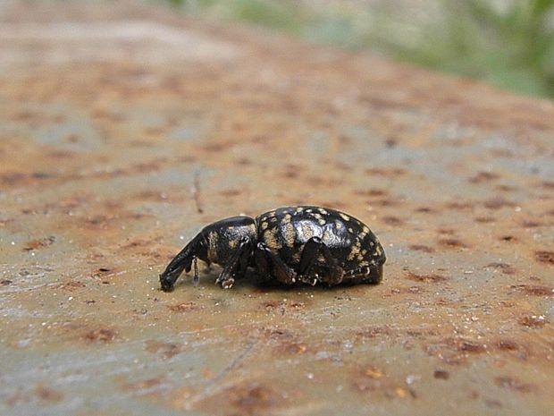 ? Liparus glabrirostris