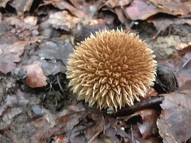 prášnica pichliačová Lycoperdon echinatum Pers.