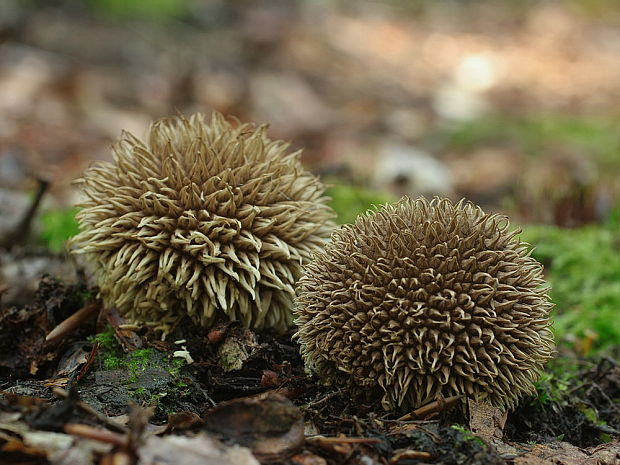 prášnica pichliačová Lycoperdon echinatum Pers.