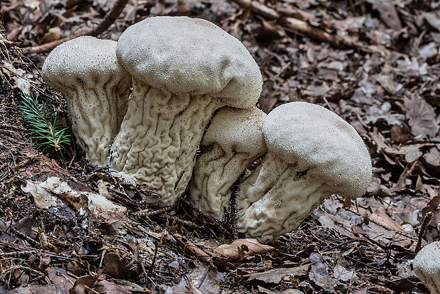 rozpadavec stopkatý Lycoperdon excipuliforme (Scop.) Pers.