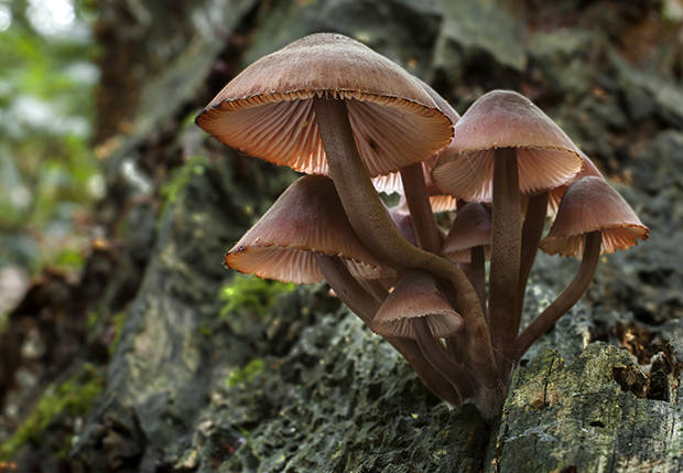 prilbička Mycena sp.