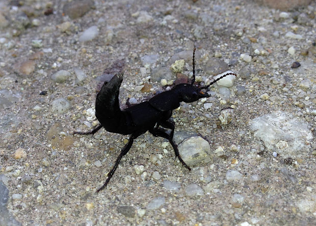 drobčík čierny Ocypus tenebricosus