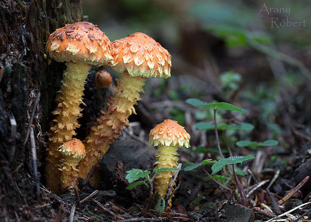 šupinovka ohnivá Pholiota flammans (Batsch) P. Kumm.