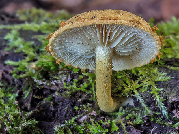 šupinovka Pholiota sp.