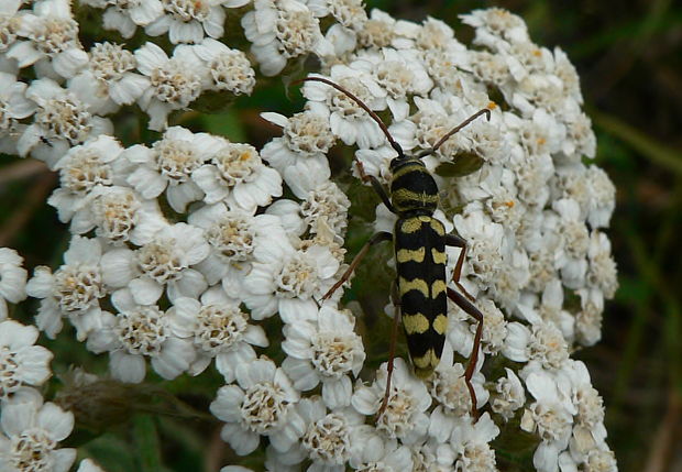 fuzáč Plagionotus floralis Pallas, 1773