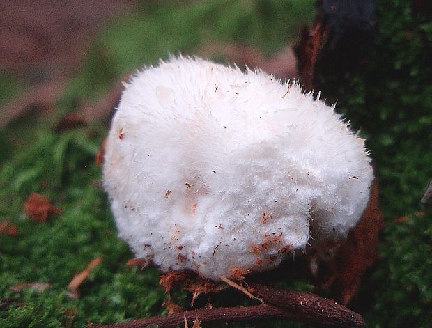 šťavnatec smrekový Postia ptychogaster (F. Ludw.) Vesterh.