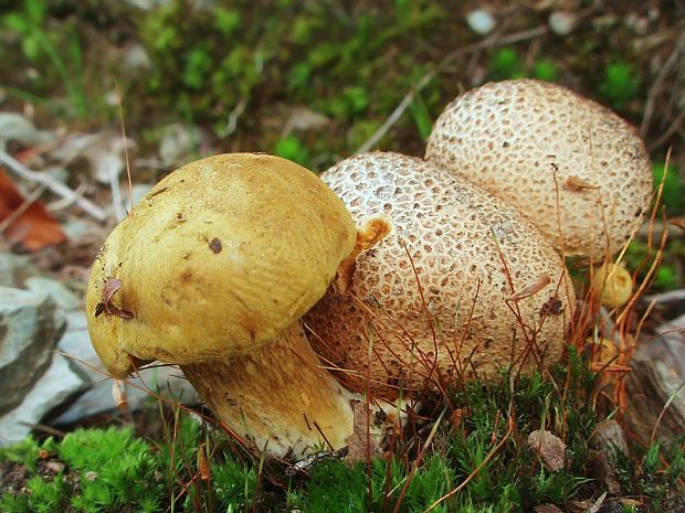 suchohríb cudzopasný Pseudoboletus parasiticus (Bull.) Šutara