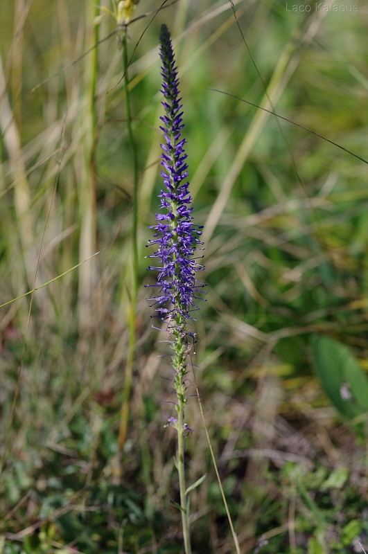 veronikovec klasnatý Pseudolysimachion spicatum (L.) Opiz