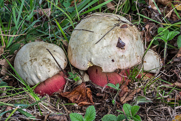 hríb satanský Rubroboletus satanas f. satanas (Lenz) Kuan Zhao & Zhu L. Yang