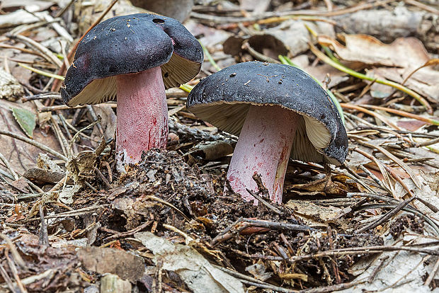 plávka zlomocná Russula sardonia Fr.