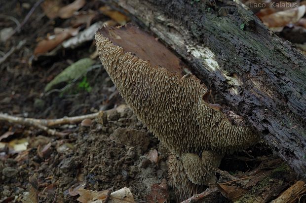 jelenkovec fialovomäsový Sarcodon joeides (Pass.) Bataille