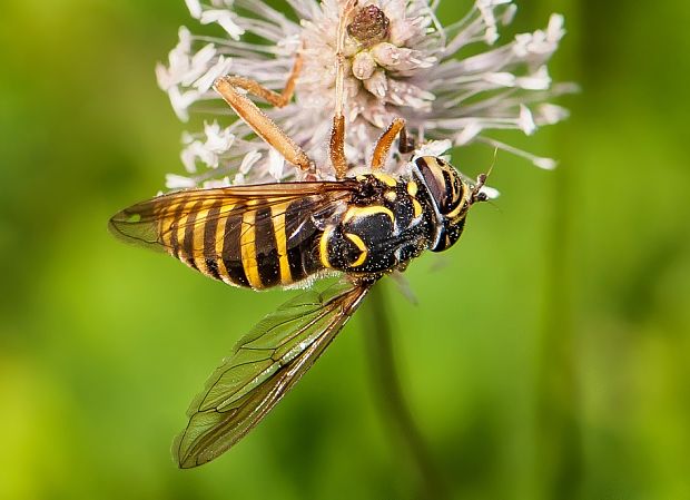 pestrica Spilomyia saltuum