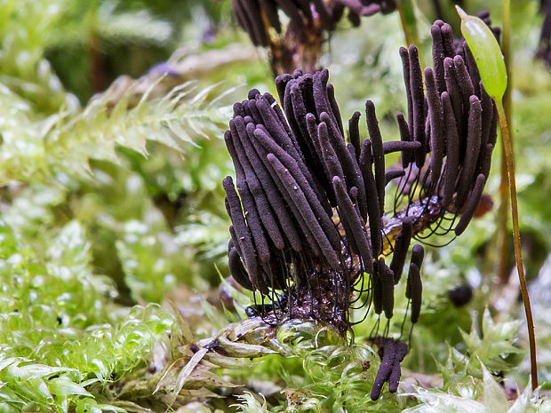 pazderka Stemonitis sp.