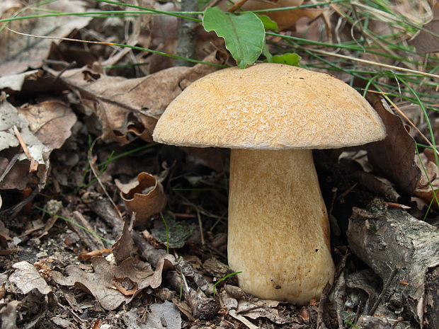 masliak strakatý Suillus variegatus (Sw.) Kuntze