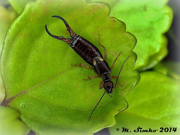 ucholak obyčajný   Forficula auricularia