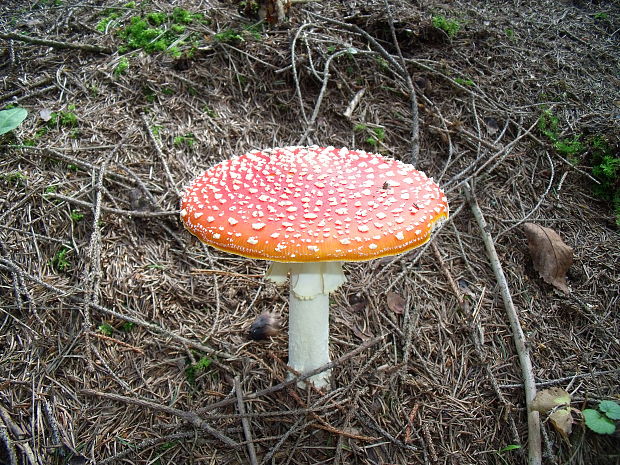 muchotrávka červená Amanita muscaria (L.) Lam.