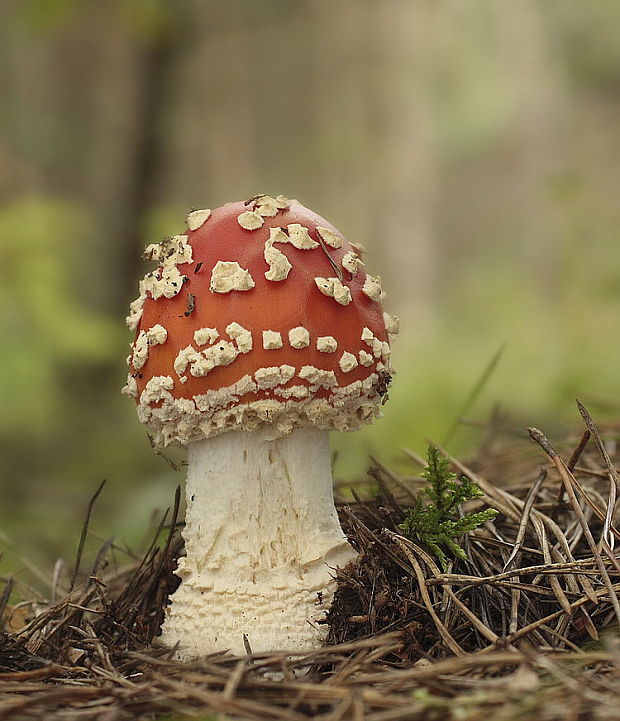 muchotrávka červená Amanita muscaria (L.) Lam.