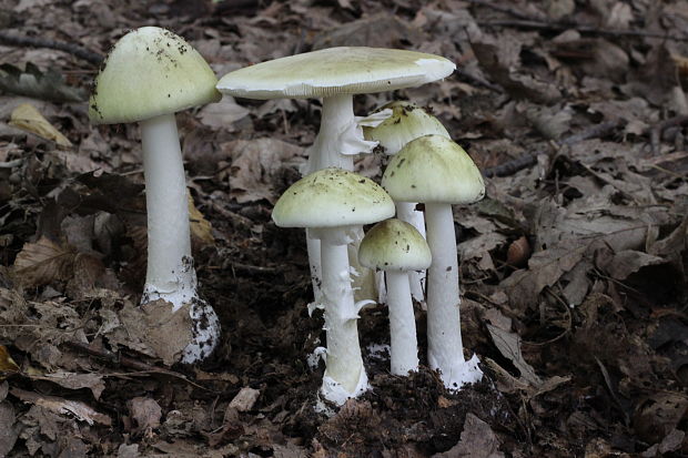 muchotrávka zelená Amanita phalloides var. moravecii Pilát