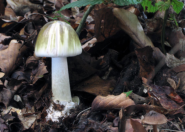 muchotrávka zelená Amanita phalloides (Vaill. ex Fr.) Link