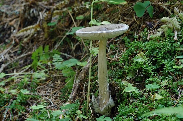 muchotrávka pošvatá Amanita vaginata (Bull.) Lam.