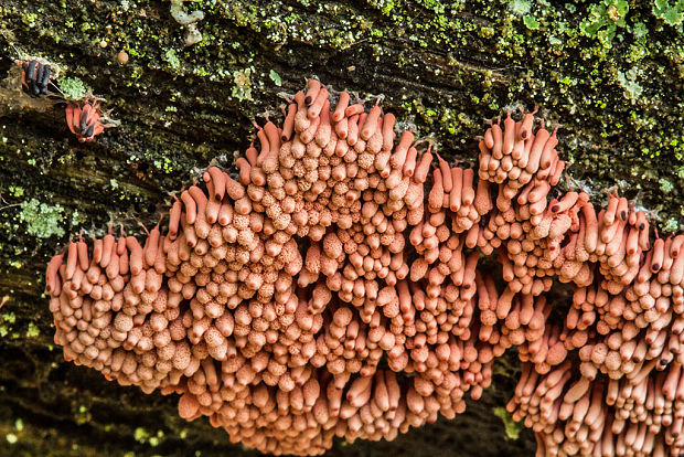 mištička Arcyria sp.