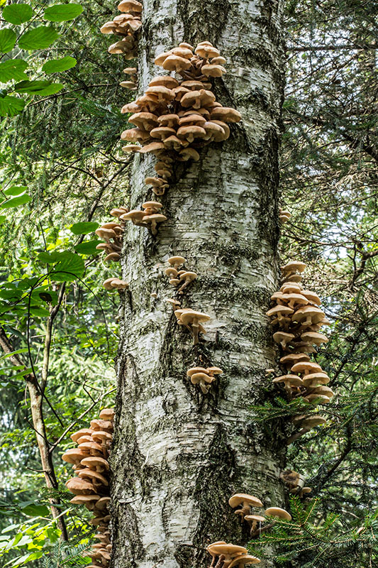 podpňovka obyčajná Armillaria mellea (Vahl) P. Kumm.