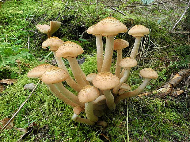 podpňovka tmavá Armillaria ostoyae (Romagn.) Herink