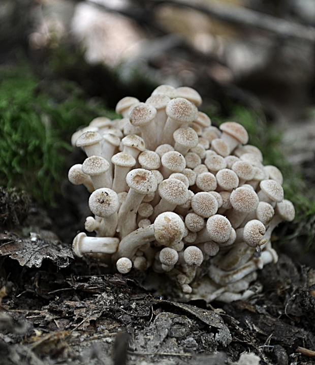 podpňovka bezprsteňová Armillaria socialis (DC.) Fayod