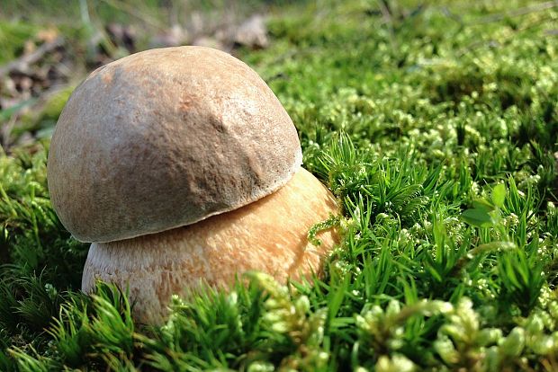 hríb bronzový Boletus aereus Bull. ex Fr.