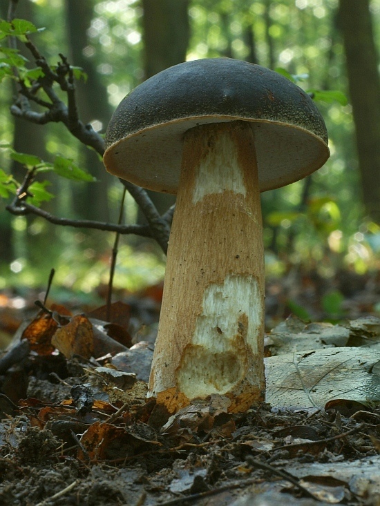 hríb bronzový Boletus aereus Bull. ex Fr.