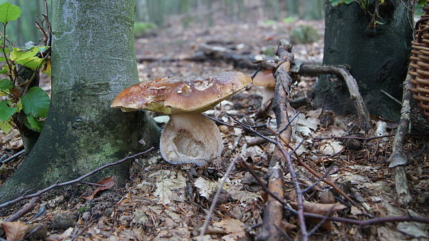 hríb smrekový Boletus edulis Bull.