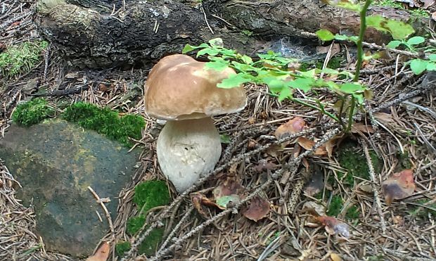 hríb smrekový Boletus edulis Bull.