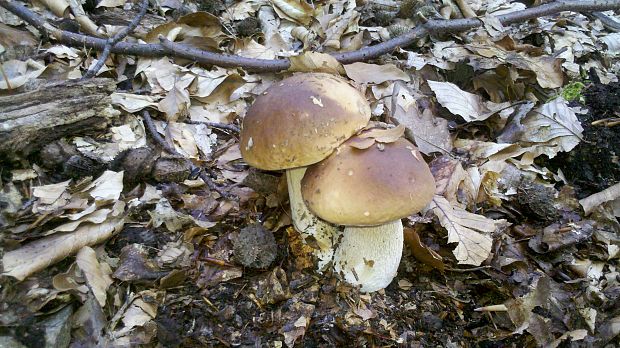 hríb smrekový Boletus edulis Bull.