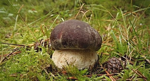 hríb sosnový Boletus pinophilus Pil. et Dermek in Pil.