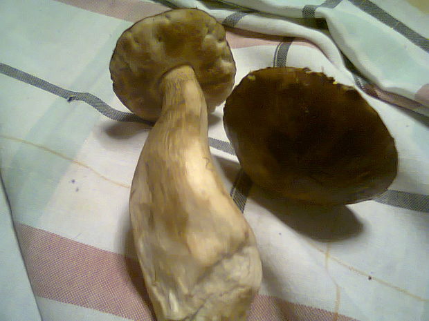 hríb dubový Boletus reticulatus Schaeff.