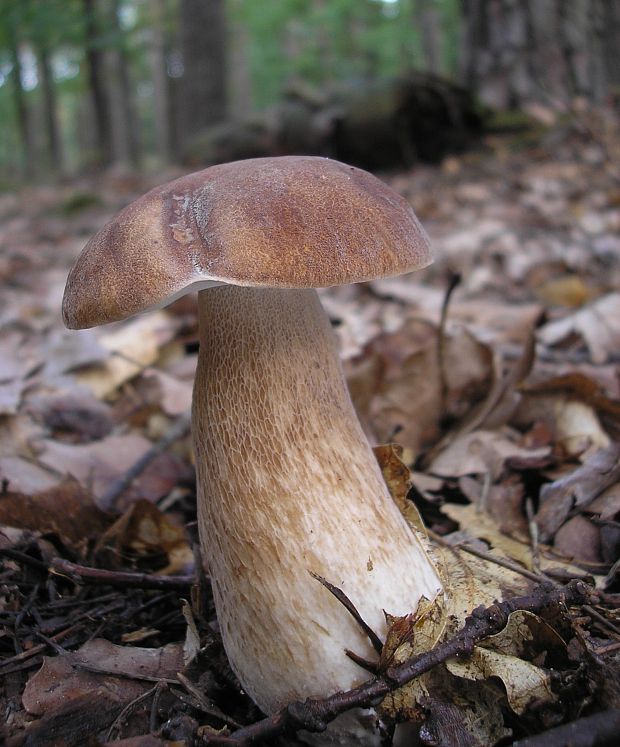 hríb dubový Boletus reticulatus Schaeff.