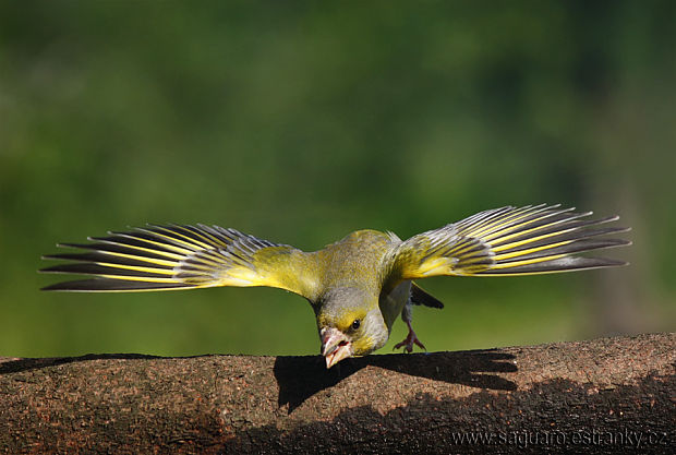 zelienka obyčajná Carduelis chloris