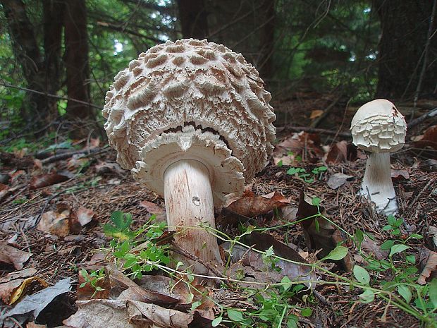 bedľa Olivierova Chlorophyllum olivieri (Barla) Vellinga