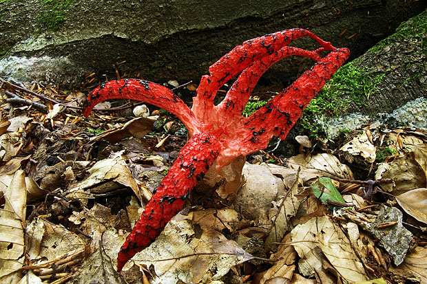 mrežovka kvetovitá Clathrus archeri (Berk.) Dring