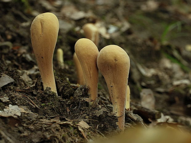 kyjak obrovský Clavariadelphus pistillaris (Fr.) Donk