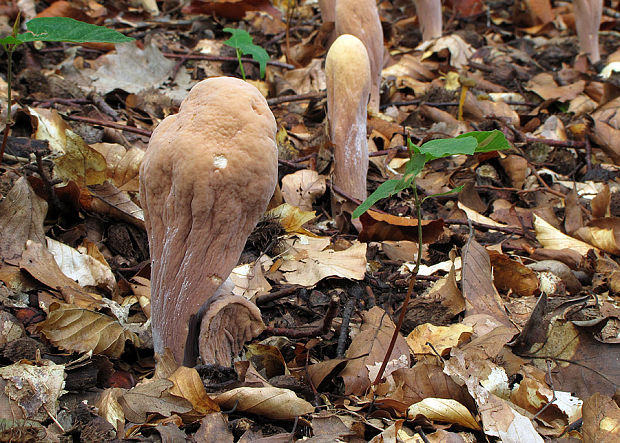 kyjak obrovský Clavariadelphus pistillaris (Fr.) Donk